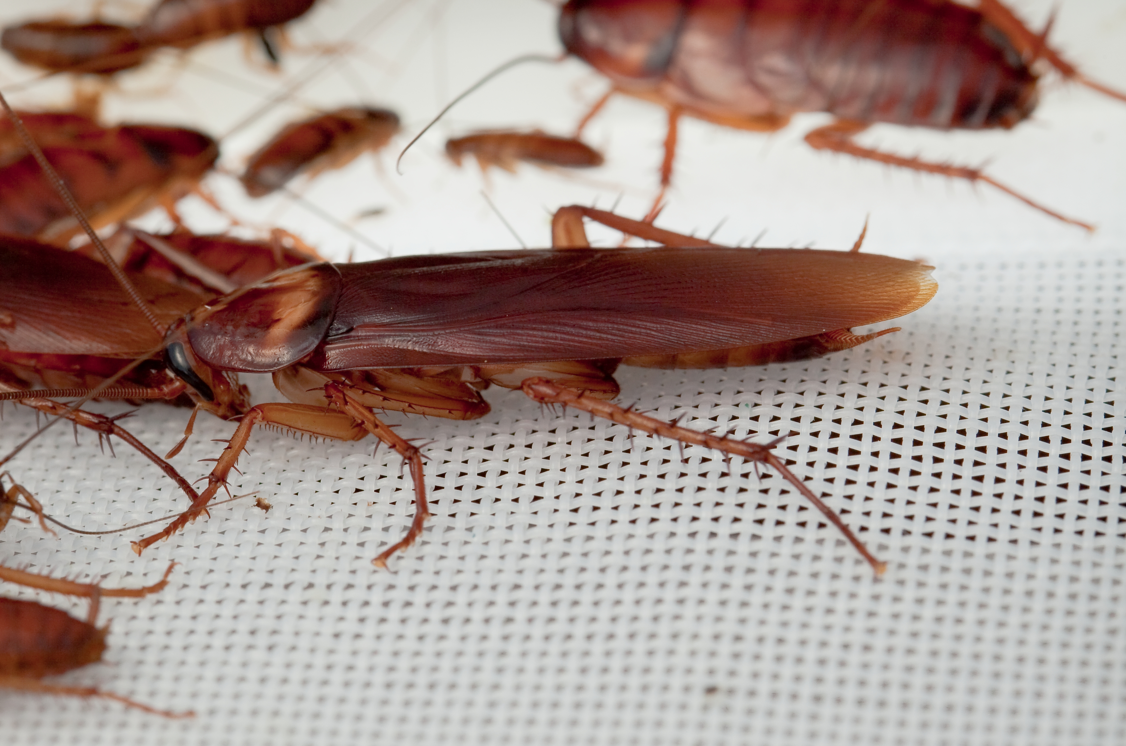 Cockroach