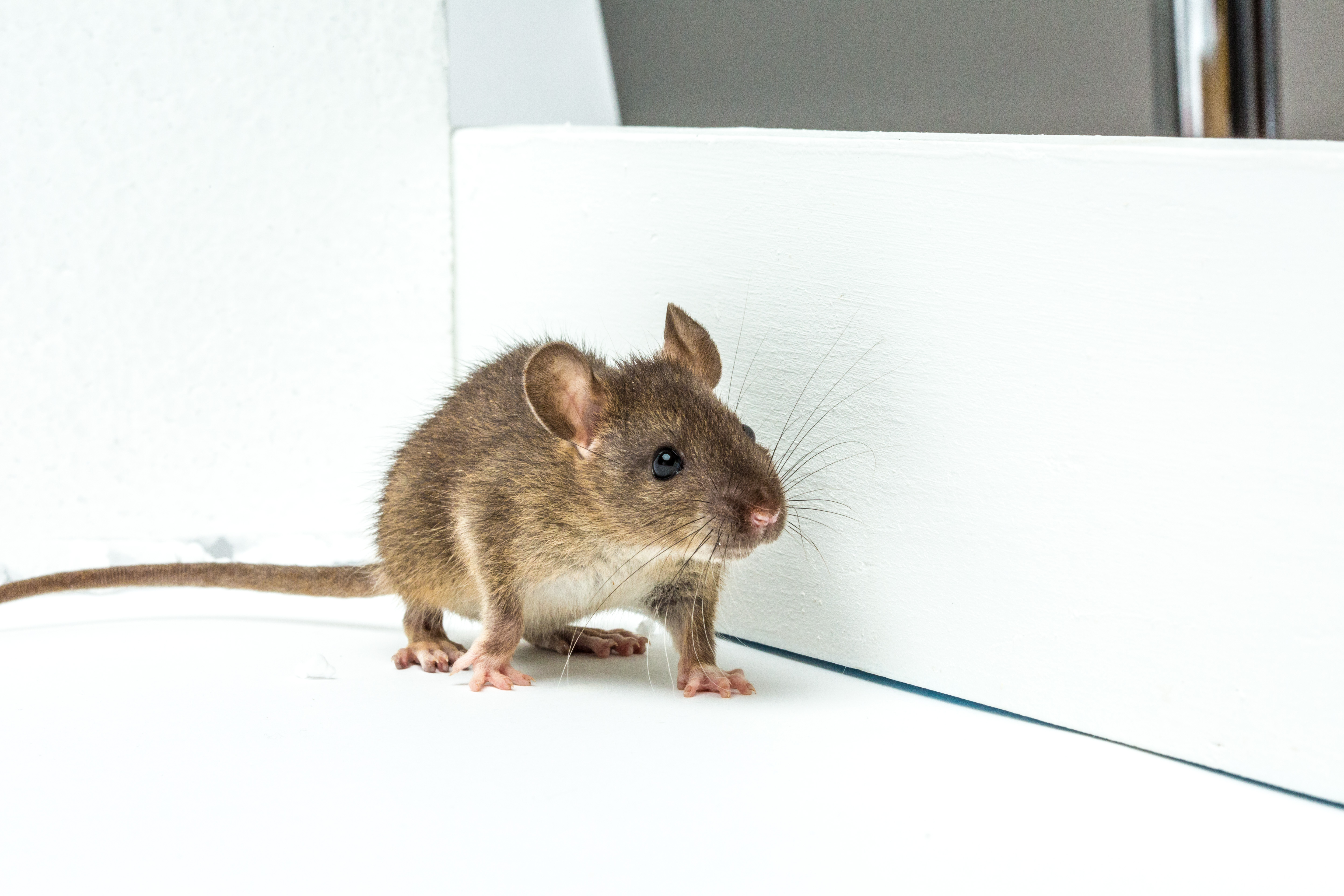 Rodent