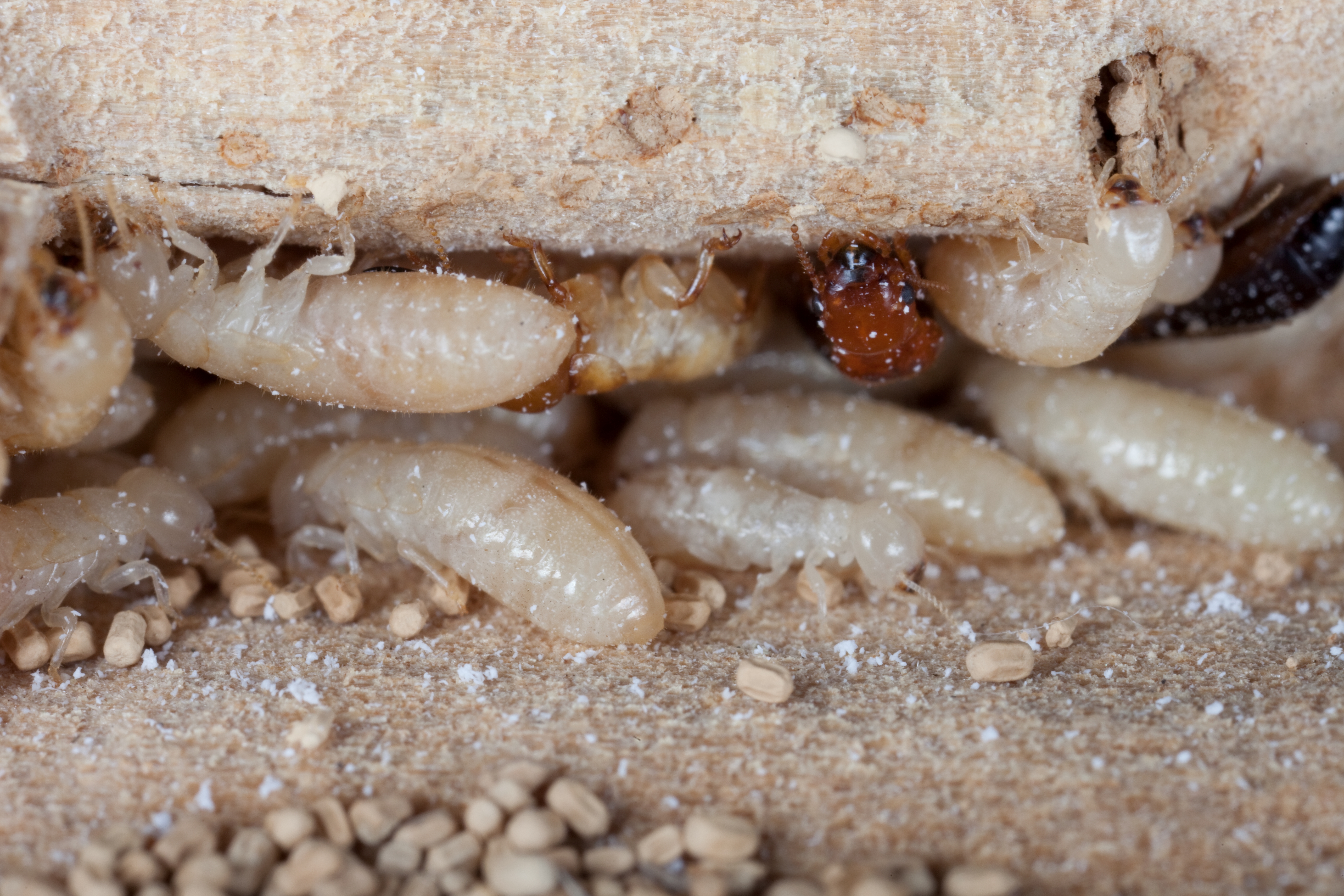 Termites